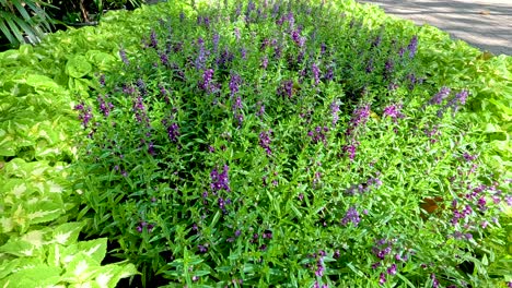 lush green foliage with purple flowers under bright daylight in a serene bangkok park setting