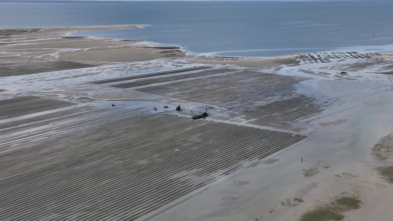 Drone aerial view of shellfish aquaculture infrastructure in Dakhla Lagoon, featuring organized cultivation grids, service vehicles, and tidal waterways within one of Morocco's leading marine farming