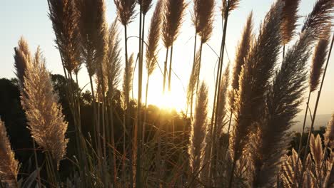 florece balanceándose suavemente en el aire de la montaña mientras el sol se pone detrás, proyectando un resplandor dorado sobre el valle de abajo