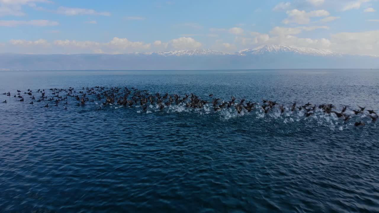 야생 오리 떼가 호수 표면에 떠서 날아간다