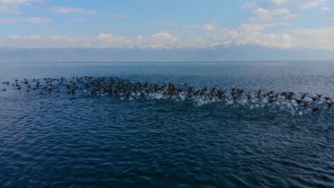 flock of wild ducks floats on the surface of the lake and flying away