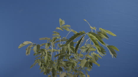 Time-lapse-close-up-of-a-sensitive-plant-recovering-from-being-jostled-in-reverse