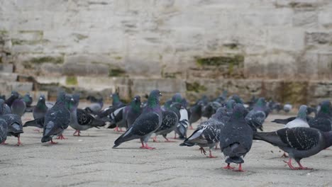 a flock of pigeons on a stone street in a city