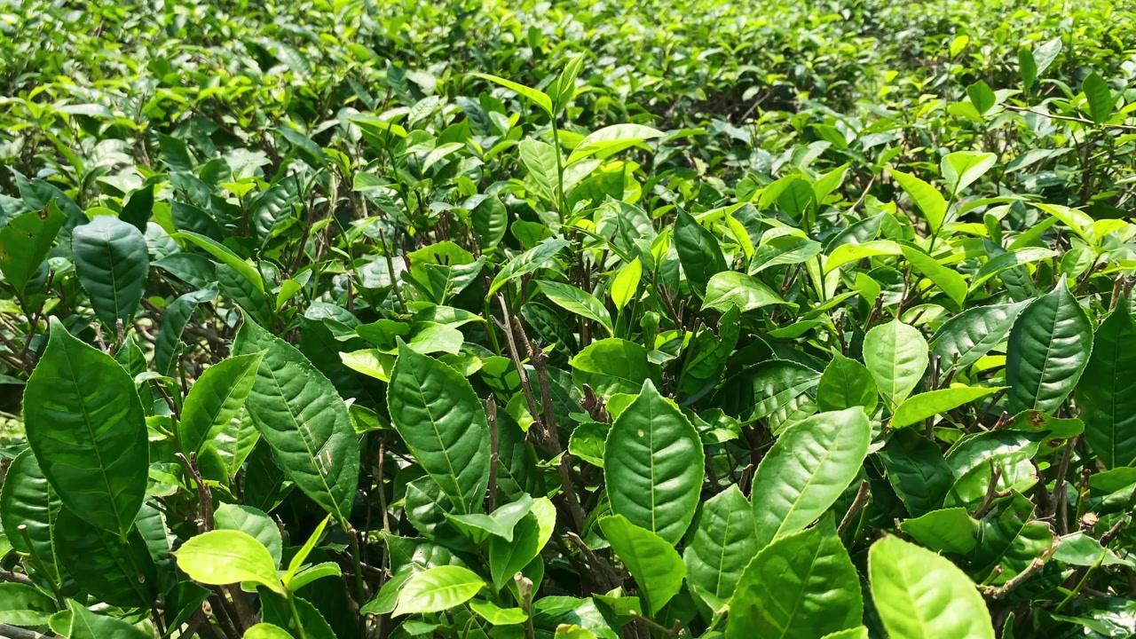 Close-up video of fresh green tea leaves in Malnicherra Tea Estate, Sylhet, Bangladesh, the oldest in Asia.