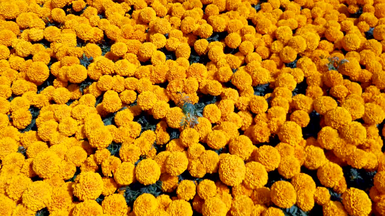 Video shot of cempasúchil flowers placed on the traditional ofrendas, according to Mexica tradition, guiding the souls of loved ones back from Mictlán for day of the dead