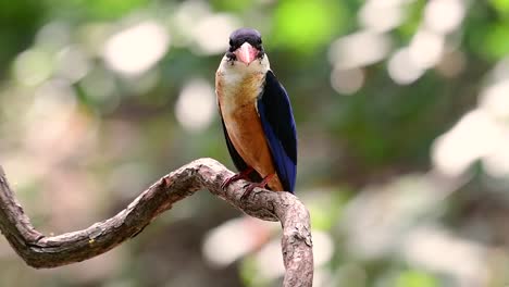 Der-Schwarzkopf-eisvogel-Hat-Einen-Bonbonartigen-Roten-Schnabel-Und-Eine-Schwarze-Kappe,-Die-In-Thailand-Und-Anderen-Asiatischen-Ländern-Zu-Finden-Ist