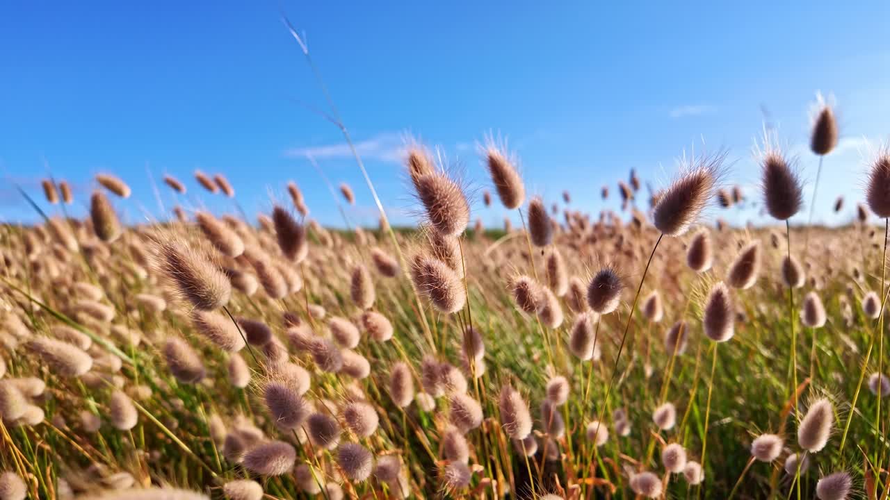 Close up of Lagurus ovatus or bunny tail grass, swaying gently in the wind, fluffy seed heads, clear blue sky in background