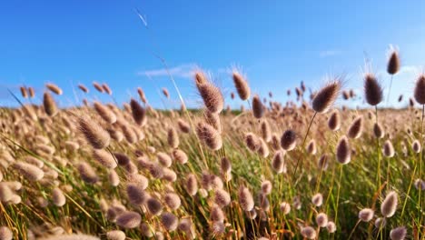 close up of lagurus ovatus or bunny tail grass, swaying gently in the wind, fluffy seed heads, clear blue sky in background