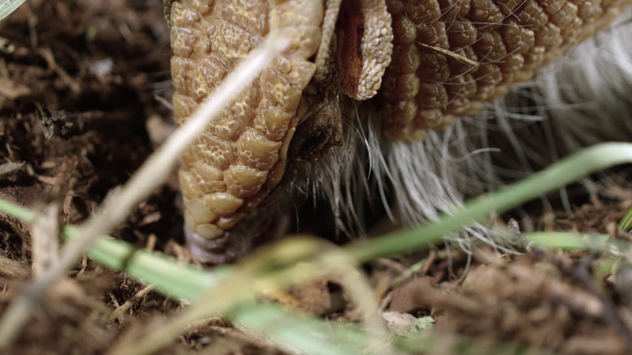 armadillo cavando en busca de insectos y comiendo uno - primer plano en la cara