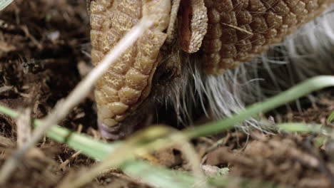 armadillo digging for bugs and eating one - close up on face