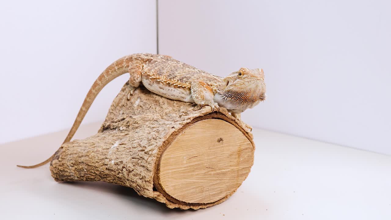 A bearded dragon sits calmly on a log in a bright, minimalist environment with soft lighting