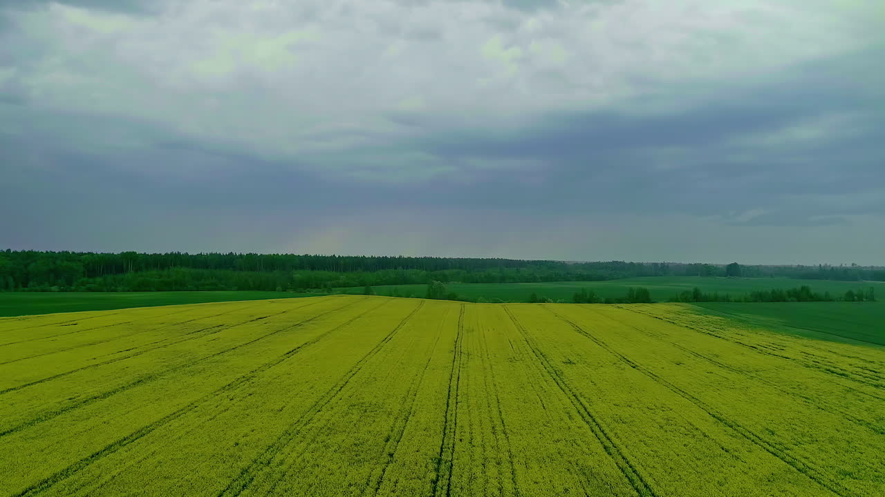 Aerial Dolly Over Rapeseed Field Over Grey Overcast Day
