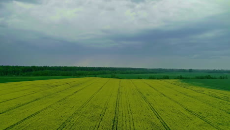 Aerial-Dolly-über-Rapsfeld-über-Grauen-Bewölkten-Tag