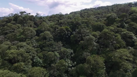 Luftaufnahme-Der-Amazonas-Flora-In-Ecuador