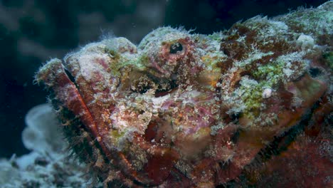 Zoom-out-Aufnahme-Von-Bunten-Skorpionfischen