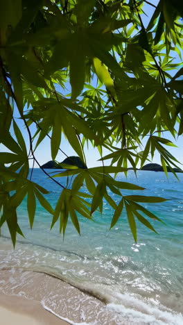 tropical beach with lush green foliage