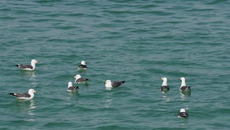 Pájaros-De-Gaviota-De-Cola-Negra-Flotando-En-El-Agua-De-Mar-Cerca-De-Gangneung,-Corea-Del-Sur---Cerrar