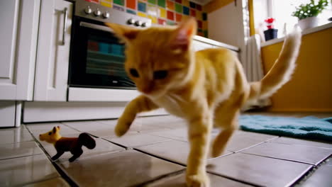 ginger cat playing in a kitchen
