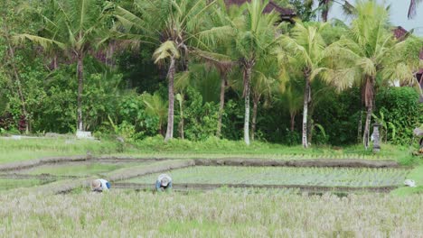 two workers on a rice field
