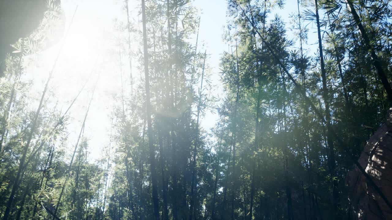 paisaje de un árbol de bambú en la selva tropical, malasia