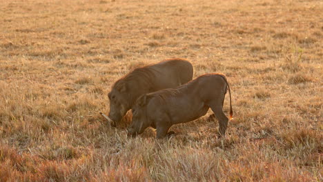 warthogs kneel to graze grass in the savannah in maasai mara national reserve, kenya, africa
