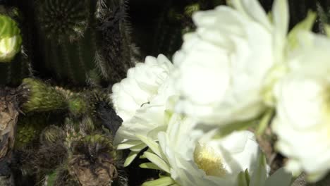 white flowers on cactus slow motion bees