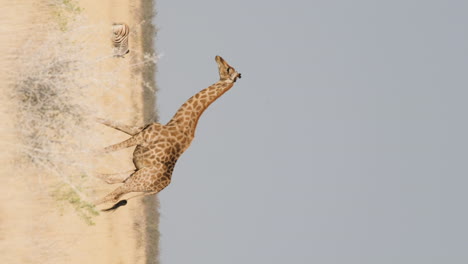 Vertical---Northern-Giraffe-Roaming-On-Dry-Shrubland-In-Africa