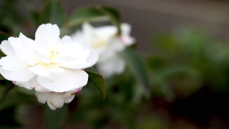 white sasanqua camellia flower in full bloom