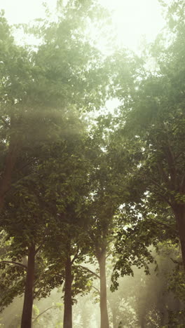 la luz del sol a través de los árboles en un bosque de niebla