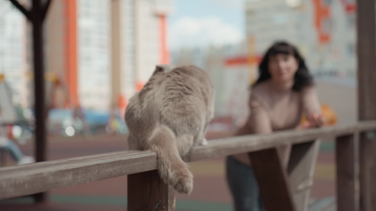 City Woman Watches Playful Cat, Urban Lady Observes Balancing Feline On Railing, Urban Resident Watches Inquisitive Feline Carefully Balancing On Balcony Railing While Interacting With Owner