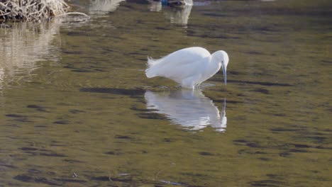 white little egret in standing yangjae stream water hunting and catching small fish, wildlife in seoul south korea