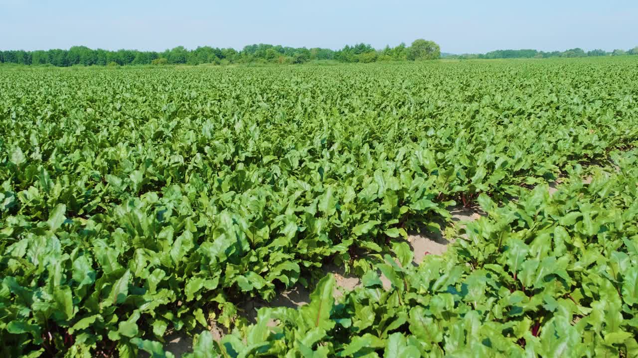 remolacha roja, remolacha ecológica con hojas en el fondo del suelo