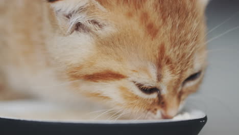 A-cute-cat-eats-from-a-bowl-on-the-floor.-Eating-with-gusto-from-his-bowl.-Close-up-shot