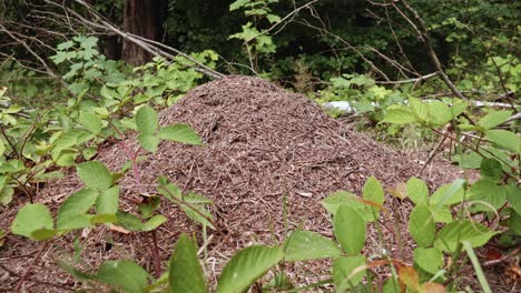 ants colony in the forest surrounded with plants