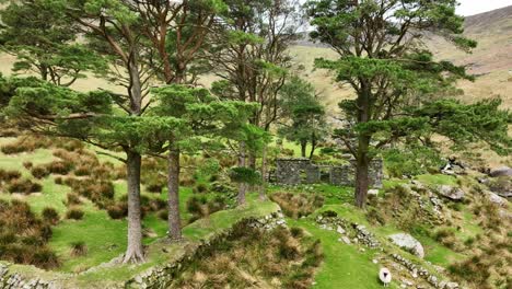 Comeragh-Mountains-Waterford-Ned-Currans-sheep-grazing-in-the-entrance-to-the-cottage-spring-afternoon