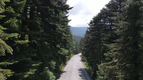 Road-Green-Forest