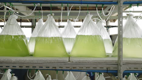 fish culture bags in a laboratory setting
