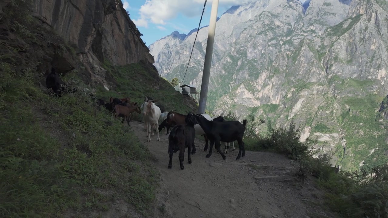 Escursionista che corre lungo un sentiero di montagna accanto a un gregge di capre in una gola rocciosa, Gola del Salto della Tigre, Tibet, Yunnan, Cina.
