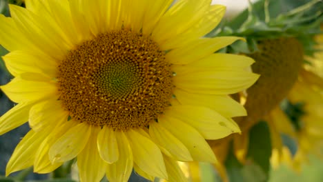 sunflower close up in gentle wind breeze autumn golden hour