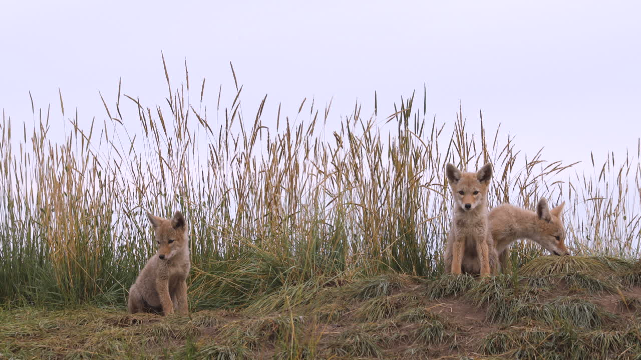 tres jóvenes adorables y adorables cachorros de coyote sentados juntos, comiendo y relajándose en la tierra de hierba verde mirando fijamente a la cámara, retrato estático
