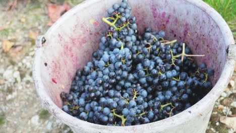 red grapes after the grape harvest in the bucket