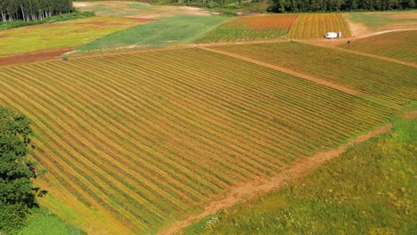 strawberry field view from above