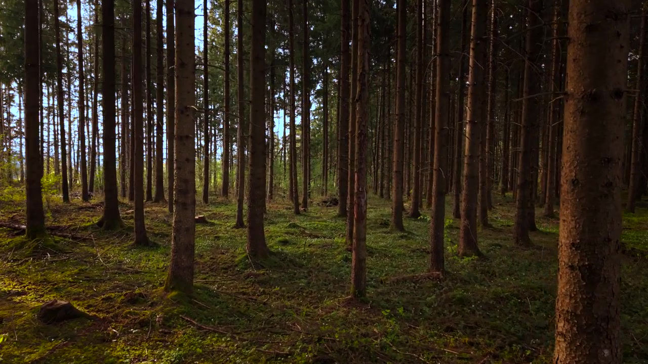 Suggestiva foresta di abeti con raggi di sole che filtrano attraverso la chioma, Allgäu, Baviera, Germania, ripresa da drone.
