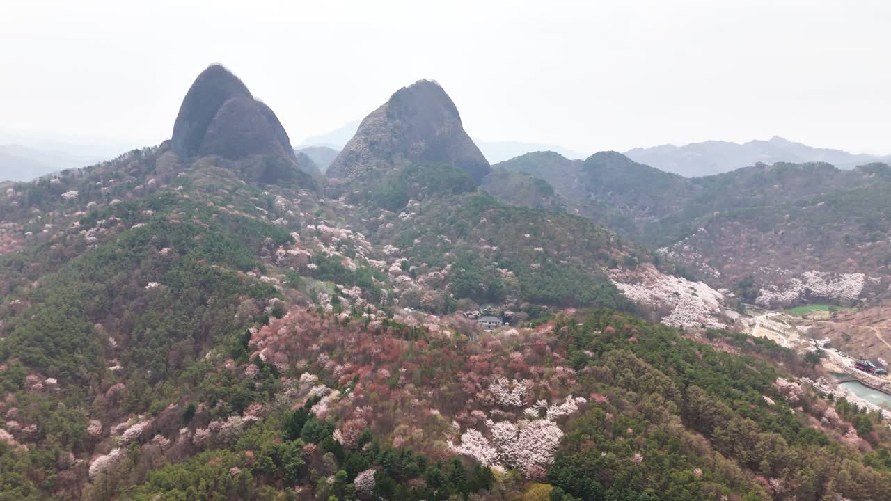Mountain landscape with cherry blossoms