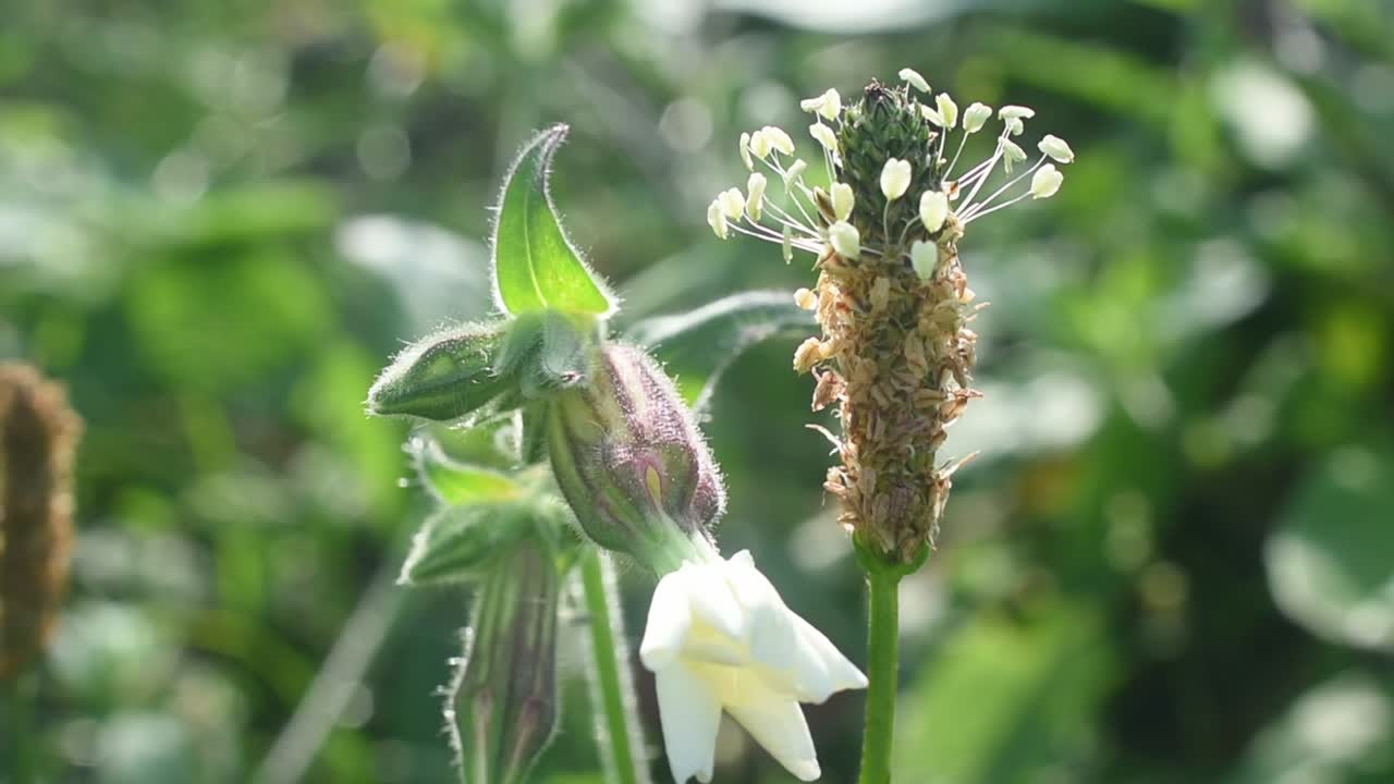 가을 시즌에 야생 꽃의 정적 매크로  ⁇