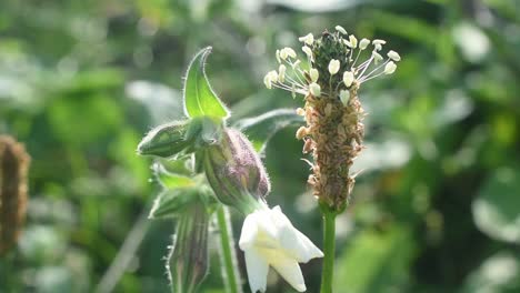 disparo macro estático de flores silvestres en la temporada de otoño