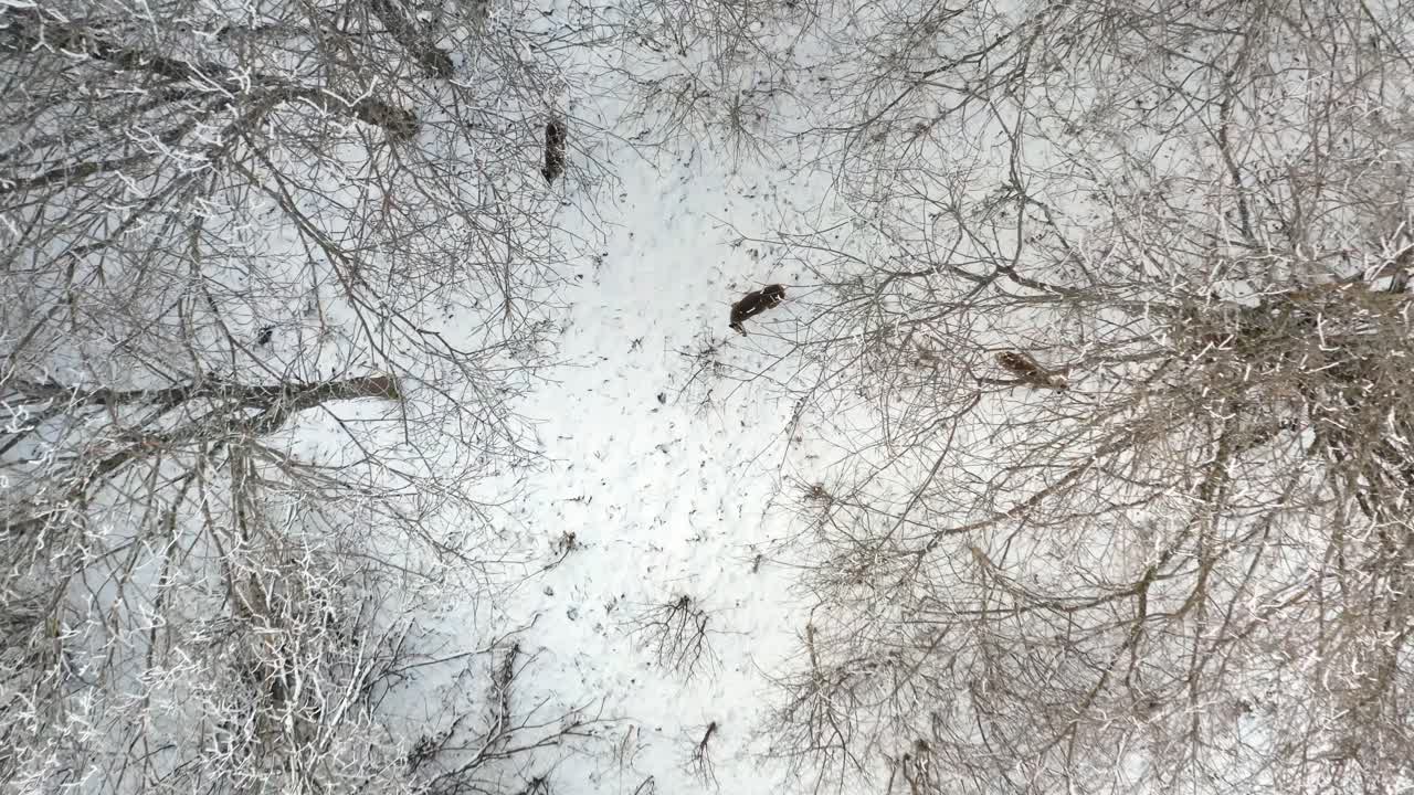 Aerial drone view of deer roaming a snow covered forest, searching for food among tree branches in a stunning winter wildlife scenery.