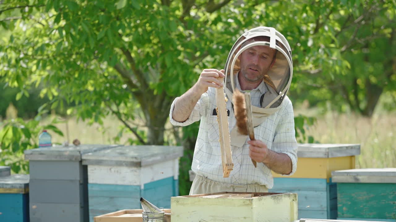 Confident adult male apiarist holds a bee frame with bare hands. Man shakes bees off frame using long brush. Lots of bees swarming around.
