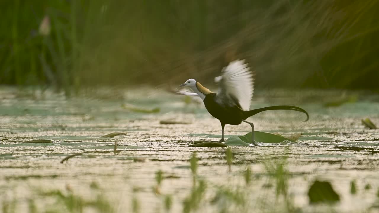 The tropical water bird moves gracefully through aquatic plants beneath an Sunset