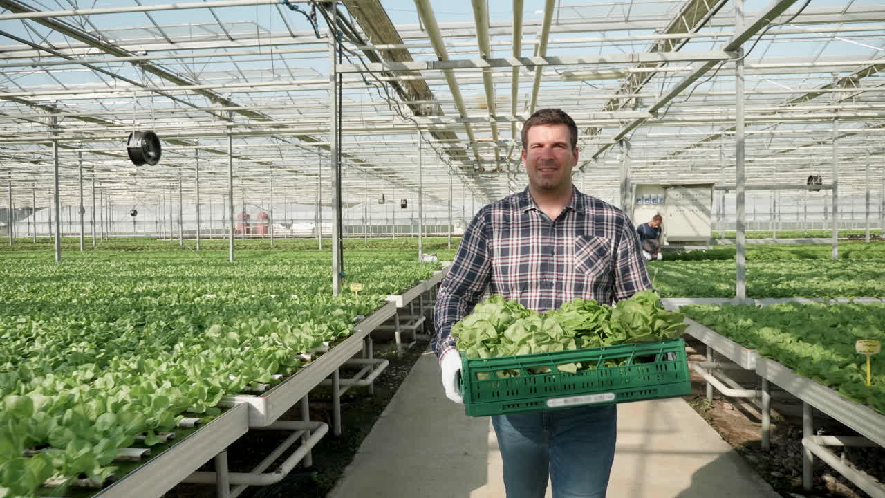 Farmer Harvesting Lettuce in Greenhouse
